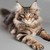granados602 :icongranados602: