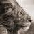 :icongrancat: