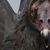 :icongrand-tybiss: