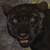:icongrandechartreuse: