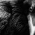 :icongrandnorth:
