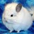 :icongrapepopcicle123: