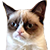 :icongraphicdesignstudent: