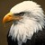 :icongraphiteeagle: