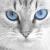 :icongraphiteforlunch: