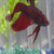 :icongrasp-beware:
