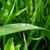 :icongrassfairyiv: