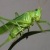 :icongrasshopper-scorpion: