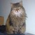 :icongrauwoelfchen: