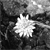 :icongravesideflower:
