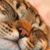 :icongray-cat-54: