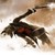 GrayBeast :icongraybeast: