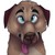 :icongraycanidae:
