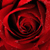 :icongraycedreamer: