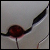 :iconGrayFox895: