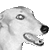 :icongrayhoundgraphix: