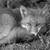 :icongrayscalefox: