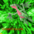 GreatGrovyle :icongreatgrovyle: