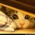 :icongreatlakerwolf: