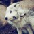 :icongreatwolf1999: