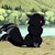 :icongreatwolfspirit1798: