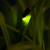:icongreeenfirefly: