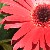 :icongreen-beetle: