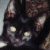 :icongreen-domino: