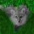 :icongreen-eyed-fox: