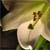 :icongreen-eyed-lily: