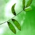 :icongreen-v: