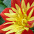 :icongreenacrylic: