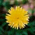 :icongreenandbrown: