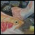 :icongreenbullhead: