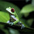 :icongreendala74: