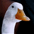 :icongreendaydork: