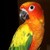 :icongreeneyesmetblack: