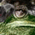 :icongreenfeed:
