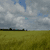:icongreenfields: