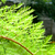 :icongreenflamboyant: