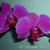 :icongreenflutterby: