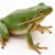 :icongreenleafone7: