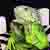 :icongreenlizard6: