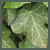 :icongreenmanalishi:
