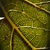 :icongreenmettle: