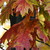 :icongreennature: