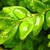 :icongreenraingypsykinz52: