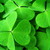 :icongreensheeep: