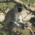 :icongreensillymonkey:
