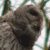 :icongreenspree: